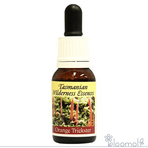 IWgbNX^[GbZX q}GnT[Y ^X}jAEB_lXGbZX