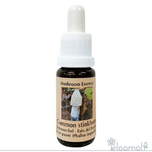 t[GbZX RePHIGbZX }bV[ ̂ GbZX RXeBNz[ Common stinkhorn