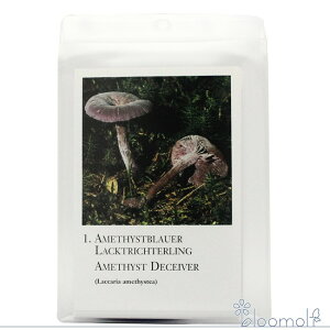 t[GbZX RePHIGbZX ̑ }bV[V[YJ[hS20