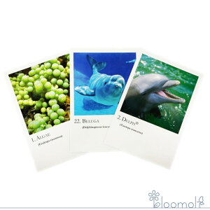 t[GbZX RePHIGbZX ̑ V[GbZXJ[h S30