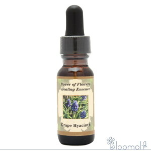 O[vqVX Grape Hyacinth p[Iut[q[O ̑VOGbZX