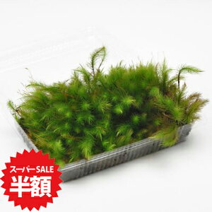 yX[p[Z[z ʏ퉿i1,465~z qmLSP pbN w Ђ̂ ۋ ۃeE ۖ~ RPE A rIg[v 뉀 Lbg ͔| S moss X  Ce