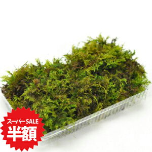 yX[p[Z[z ʏ퉿i1,465~z VmuSP pbN E ̂Ԃ ۋ ۃeE ۖ~ RPE A rIg[v 뉀 Lbg ͔| S moss X  Ce