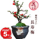 P5倍〜7/11まで！盆栽 長寿梅 信楽焼つぼ鉢 ミニ盆栽 初心者 室内 鉢植え ちょうじゅばい デスク 卓上 誕生日 お祝い 退職 開店祝い 周年 結婚 卒業 入学 引越 新築 改装 移転 送別 昇進 長寿祝い 父の日 クリスマス 年賀・正月