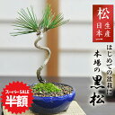 【スーパーSALE半額 通常価格4,380円が2,190円】盆栽 松 黒松 ミニ盆栽 ミニ 松盆栽 ミニ黒松 初心者 室内 おためし盆栽 デスク 卓上 プレゼント ギフト 盆栽ギフト 誕生日 記念日 長寿祝い お祝い 退職 開店祝い 結婚 引越 新築 改装 移転 送別 昇進 母の日 父の日 敬老