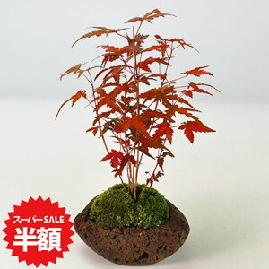 yX[p[SALEz ʏ퉿i4,816~2,408~z~ ݂ 񂹐A Εt R݂ gt ~j~ S  ӏ  v[g Mtg 蕨 a jސE JXj N 