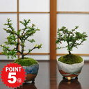 P5倍〜7/11まで！盆栽 長寿梅 紅白セット 赤花 白花 ミニ盆栽 初心者 室内 趣味 縁起盆栽 プレゼント ギフト 贈り物 贈答品 誕生日 お祝い退職 開店祝い 周年 新築 移転 送別 昇進 長寿祝い 母の日 父の日 敬老の日