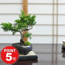 P5倍〜7/11まで！盆栽 真柏 ミニ真柏 ミニ盆栽 初心者 室内鑑賞 ミニ 松柏 趣味 bonsai ぼんさい しんぱく 初心者 入門 プレゼント ギフト 贈答品 贈り物 誕生日 長寿祝い 母の日 父の日 敬老の日