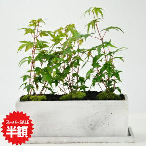 yX[p[SALEz ʏ퉿i15,972~7,986~z~ ݂ 󂯎Mt {TC bonsai Mtg v[g 蕨 j a LO j ̓