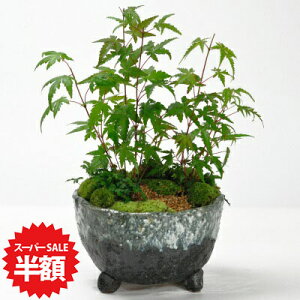 yX[p[SALEz ʏ퉿i17,303~8,651~z~ ݂ƃoCJIȆے gt {TC {TC bonsai Mtg v[g 蕨 j a LO j ̓