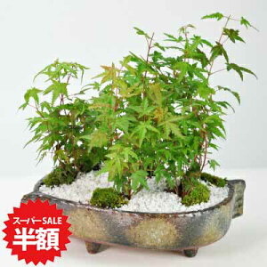 yX[p[SALEz ʏ퉿i26,620~13,310~z~ gt̐X ؈ ݂ {TC bonsai Mtg v[g 蕨 j a LO j ̓