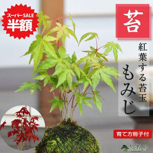 yX[p[SALEz ʏ퉿i4401~2,200~zgt(݂)̑ۋ ~ Mtg v[g ~j~ 蕨 a j ސE JXj N  LO z Vz  ړ]  i 