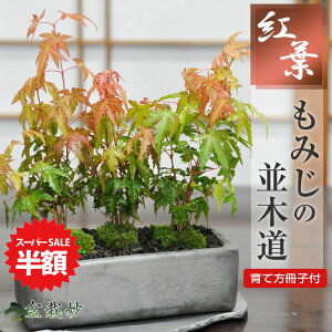 yX[p[SALEz ʏ퉿i9,680~4,840~zXH ݂ؓ gtʂ ~W gt~ Ԃt H̕i Ϗܗp CeAv[g Mtg 蕨 hV̓ a LO a 