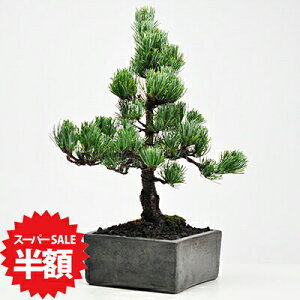 yX[p[SALEz ʏ퉿i32,780~16,390~z~  ܗt i~ ~j~ ͂̂闧hȌܗt̖~ ~ My Ԃp  S ӏ  Ă₷