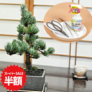 yX[p[SALEz ʏ퉿i36,300~18,150~zܗt~͂Ƃ͂߂Ă4_Zbg 10N  ܗt ~ ~j S {i  ͂  sZbg |g[   e 