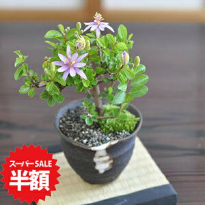 yX[p[SALEz ʏ퉿i7,958~3,979~z~ @ ~j~ XC{N MyĂڔ Ԃ̍炭~  S  ӏ ~ Ԃ̖~  Ԃy߂ĈĂ₷~