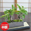 【スーパーSALE半額 通常価格10,620円が5,310円】盆栽 桜 2本植え 信楽焼 長角鉢 桜盆栽 ミニ桜 旭山桜 ミニ盆栽 桜盆栽 ミニサイズ ぼんさい ボンサイ bonsai モダン盆栽 春の盆栽 敬老の日