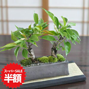 yX[p[SALEz ʏ퉿i10,620~5,310~z~  2{A My p ~ ~j R ~j~ ~ ~jTCY ڂ񂳂 {TC bonsai _~ t̖~ hV̓