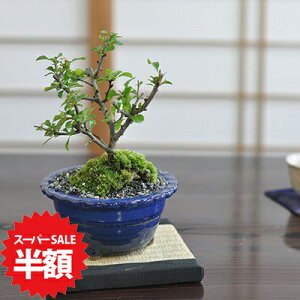 yX[p[SALEz ʏ퉿i7,958~3,979~z~ ~ Ԓ~ ~j~ ÏĔ ~j~ ~ S   ӏ ~ ~͖ S bonsai {TC  a { `