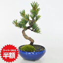 【スーパーSALE半額 通常価格10,620円が5,310円】五葉松 曲がり付き ミニ盆栽 松盆栽 趣味 初心者 室内鑑賞 かっこいい松 育てやすい五葉松の盆栽 万古焼きの陶器鉢 高松盆栽 職人仕立て 盆栽妙 敬老の日