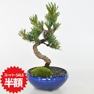 yX[p[SALEz ʏ퉿i10,620~5,310~zܗt Ȃt ~j~ ~  S ӏ  Ă₷ܗt̖~ ÏĂ̓픫 ~ Eld ~͖