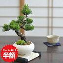 【スーパーSALE半額 通常価格13,044円が6,522円】五葉松 松盆栽 曲がり付き ミニ盆栽 白丸和モダン鉢 普段の生活に取り入れやすいインテリアに合わせやすい緑の松盆栽 趣味 初心者 室内鑑賞 かっこいい松 育てやすい五葉松の盆栽 高松盆栽 職人仕立て 盆栽妙 敬老の日