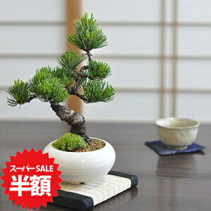 yX[p[SALEz ʏ퉿i13,044~6,522~zܗt ~ Ȃt ~j~ ۘa_ i̐Ɏ₷CeAɍ킹₷΂̏~  S ӏ 