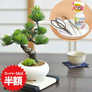 yX[p[SALEz ʏ퉿i18,634~9,313~zBonsai  ܗtƂ͂߂ēZbg~j~ nT~ sZbg  |g[ ~͓ S  ӏ܂ Ă₷ܗt