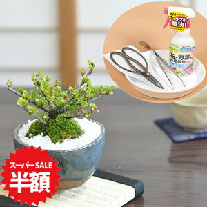 yX[p[SALEz ʏ퉿i15,972~7,986~ẑȂ~ gh xjV^Ƃ͂߂ēZbg ͂ sZbg  |g[ Sҁ@~͓  ӏ 킢炵