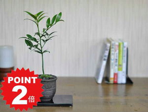 |Cg2{`11܂ŁI~ iM ~j~ ~j Ȃ  G gt Mtg hV̓ S bonsai {TC  a { `  A[g | K[fjO  v[g JX J j