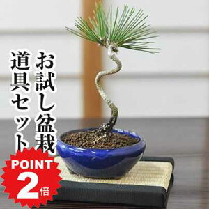 |Cg2{`11܂ŁI~ S ͂߂ēZbg ~͂Ɩ~sZbgȂǕKvȓ4_Ƃ̃Zbg ͂߂ĂłS a ϗtA El  zr[ ~ ~j~ bonsai