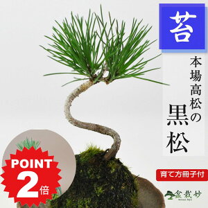 |Cg2{`11܂ŁI~j̑ۋ ~ Mtg v[g ~j~ 蕨 a j ސE JXj N  LO z Vz  ړ]  i j
