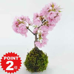 |Cg2{`11܂ŁI ~ ۋ ~j~ ~j ~j ۖ~ S  ӏ ~ ˍ R bonsai ڂ񂳂 a ̓ j ސE JXj N  w ړ]  