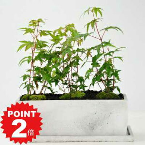|Cg2{`11܂ŁI~ ݂ 󂯎Mt ~ԃI[ {TC bonsai Mtg v[g 蕨 j a LO j ̓
