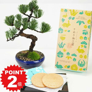 |Cg2{`11܂ŁIܗt۔ƘaO~S[tbg ~ ~j~ aj ސEj Mtg v[g A XC[c Ăَq bonsai
