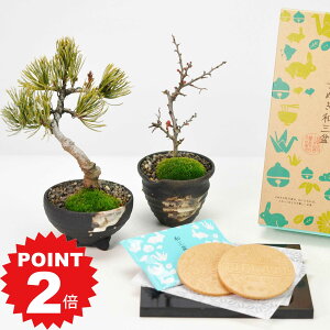 |Cg2{`11܂ŁI~ ~j~ aO~S[tbgƏƒ~̃yAZbg Mtg Mtg v[g A XC[c Ăَq bonsai ̓