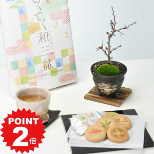 |Cg2{`11܂ŁI~ ~j~ aO~NbL[ƃ~j~ MyĂڔ Mtg Mtg v[g A XC[c Ăَq bonsai ̓
