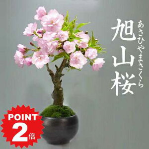|Cg2{`11܂ŁI~  ~j~ ˍ R ~j ~ A   S Ԍ v[g Mtg 蕨 a j ސE N  LO ړ]  i j