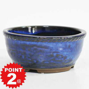 |Cg2{`11܂ŁI~͔ R쑐 튊 Ȃ܂۔  12cm  6cm 4 픫 ~j~͔ ~j ~͗p@F a Aؔ a  R쑐 ~͏ ~j~ ~ bonsai ~͖ 