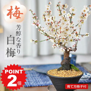 |Cg2{`11܂ŁI~j~ ~ ~ 蔫 ~j~j~ ~~j~ ~̃~j~  S  v[g Mtg 蕨 i a j ސE JXj N  z 
