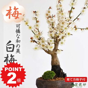 |Cg2{`11܂ŁI~j~ ~ ~ ~̃~j~ MyS ~j~j~ i~j~ ~~j~ Ԃ S   엿t  ӏ Mtgv[g 蕨 i  