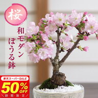 【半額★スーパーSALE】6,980円⇒3,490円！春を贈る、かわいい桜のミニ盆栽和モダンぼうる鉢 ミニ 初心者…