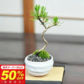 【半額★スーパーSALE】6,066円⇒3,033円！盆栽 松 黒松 ミニ盆栽 松盆栽 樹齢3年 万古焼 月白和鉢 受け皿付 初心者 インテリア モダン 室内 デスク 卓上 誕生日 お祝い 退職 開店祝い 周年 結婚 引越 新築 送別 長寿祝い 母の日 父の日 敬老の日 年賀・正月 バレン