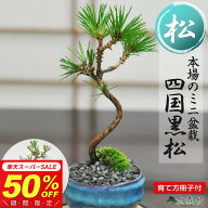 【半額★スーパーSALE】6,180円⇒3,090円！ミニ盆栽 松 黒松 ミニミニ盆栽 松ミニ盆栽 樹齢3年 万古焼 瑠…