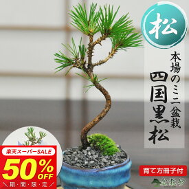 【半額★スーパーSALE】6,180円⇒3,090円！ミニ盆栽 松 黒松 ミニミニ盆栽 松ミニ盆栽 樹齢3年 万古焼 瑠璃紺和鉢 初心者 インテリア モダン 室内 デスク 卓上 誕生日 お祝い 退職 開店祝い 周年 結婚 送別 長寿祝い 年賀・正月
