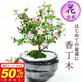 【半額★スーパーSALE】6,980円⇒3,490円！盆栽 ミニ盆栽 香丁木 コウチョウギ 万古焼天目鉢 受け皿付き 初心者 インテリア モダン 鑑賞 デスク 卓上 誕生日 お祝い 退職 開店祝い 周年 結婚 卒業 入学 引越 新築 改装 移転 送別 昇進 長寿祝い 敬老の日