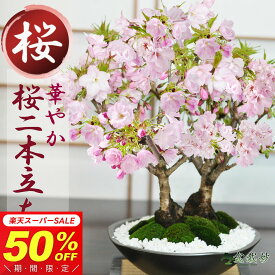 【半額★スーパーSALE】14,800円⇒7,400円！桜 盆栽 桜の盆栽 旭山桜の2本立ち さかづきの器 盆栽 桜 満開桜 お花見 初心者 室内 1才桜 旭山 盆栽桜 さくら 鉢植え プレゼント ギフト 贈答品 誕生日 父の日 お祝い退職 開店祝い 結婚 移転 送別 昇進 長寿祝