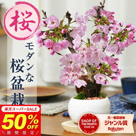 【半額★スーパーSALE】7,236円⇒3,618円！桜 盆栽 ミニ盆栽 桜盆栽 モダン白玉鉢 ミニ桜 旭山桜 一才桜 モダン 初心者 室内 鑑賞 花見 育て方説明書付き 肥料付き 卓上盆栽 ミニサイズ ギフト プレゼント 誕生日