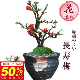 【半額★スーパーSALE】5,980円⇒2,990円！盆栽 長寿梅 信楽焼つぼ鉢 ミニ盆栽 初心者 室内 鉢植え ちょうじゅばい デスク 卓上 誕生日 お祝い 退職 開店祝い 周年 結婚 卒業 入学 引越 新築 改装 移転 送別 昇進 長寿祝い 父の日 クリスマス 年賀・正月