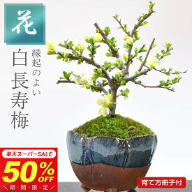 【半額★スーパーSALE】7,680円⇒3,840円！盆栽 長寿梅 白花 信楽焼生子三足鉢き ミニ盆栽 ミニ 初心者 室内 デスク 卓上 誕生日 お祝い 退職 開店祝い 周年 結婚 卒業 入学 引越 新築 改装 移転 送別 昇進 長寿祝い クリスマス